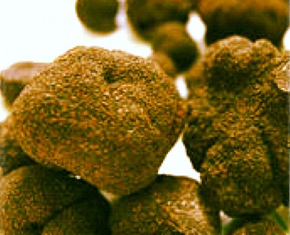 Truffes